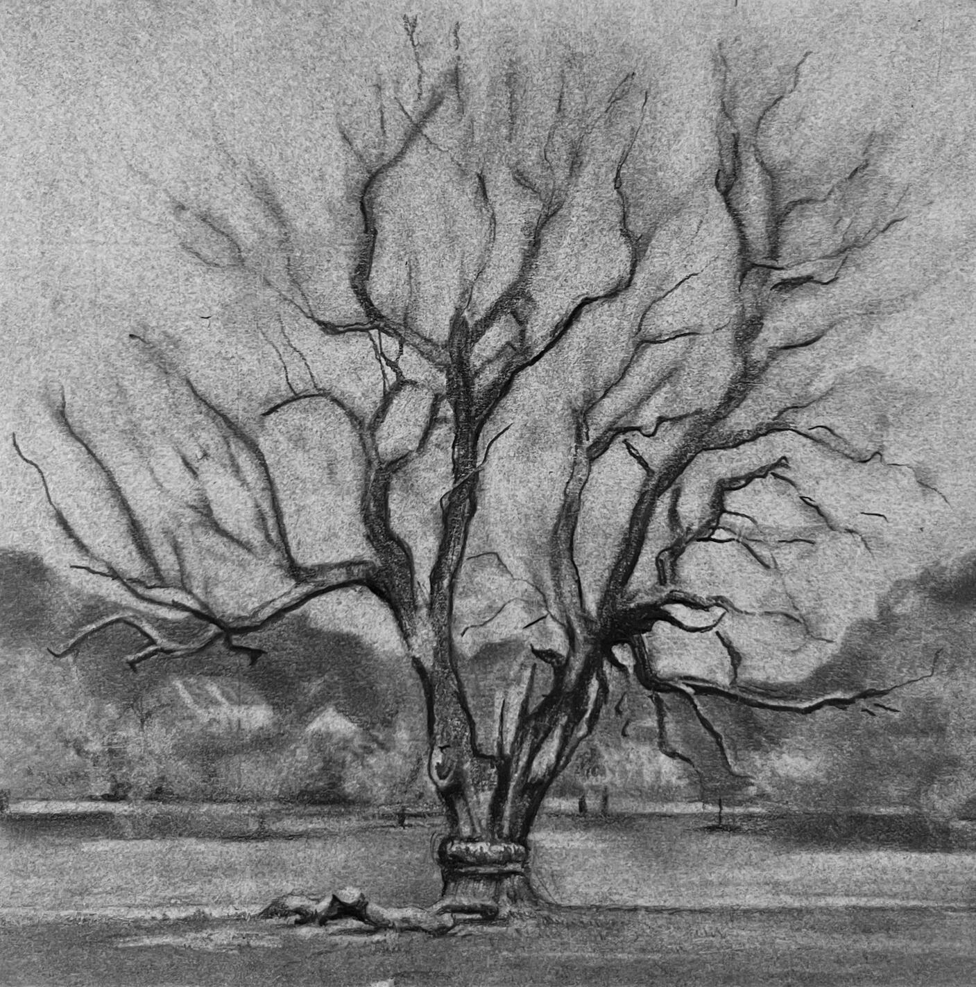 Brockwell, Ancient Oak